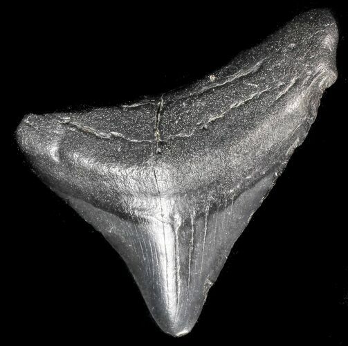 Juvenile Megalodon Tooth #56636
